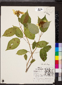 Hydrangea cinerea image