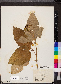 Hydrangea cinerea image