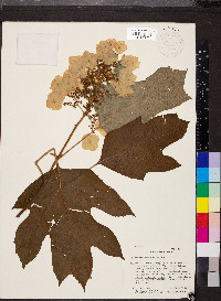 Hydrangea quercifolia image