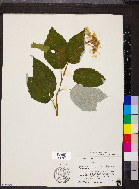 Hydrangea radiata image