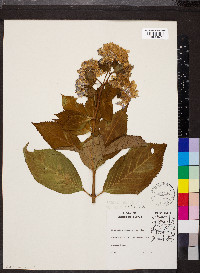 Hydrangea macrophylla image