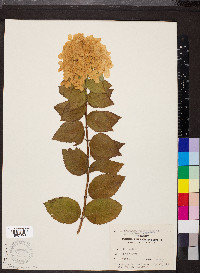 Hydrangea paniculata image