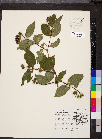 Philadelphus coronarius image