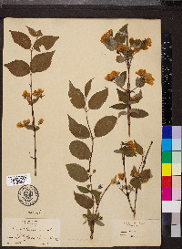 Philadelphus hirsutus image