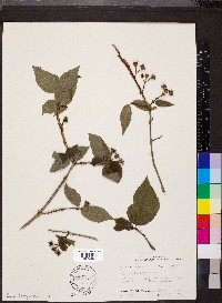 Philadelphus hirsutus image