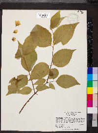 Philadelphus inodorus image