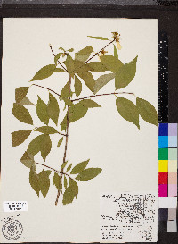 Philadelphus inodorus image