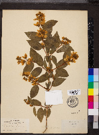 Philadelphus lewisii image