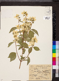 Philadelphus lewisii image