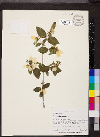 Philadelphus lewisii image
