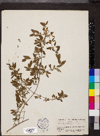 Philadelphus microphyllus image