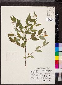 Philadelphus microphyllus image