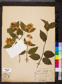 Philadelphus coronarius image