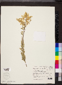 Bursaria spinosa image