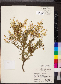 Bursaria spinosa image