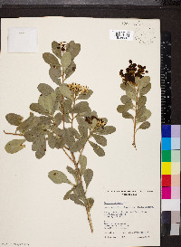 Bursaria spinosa image