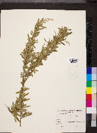 Bursaria spinosa image