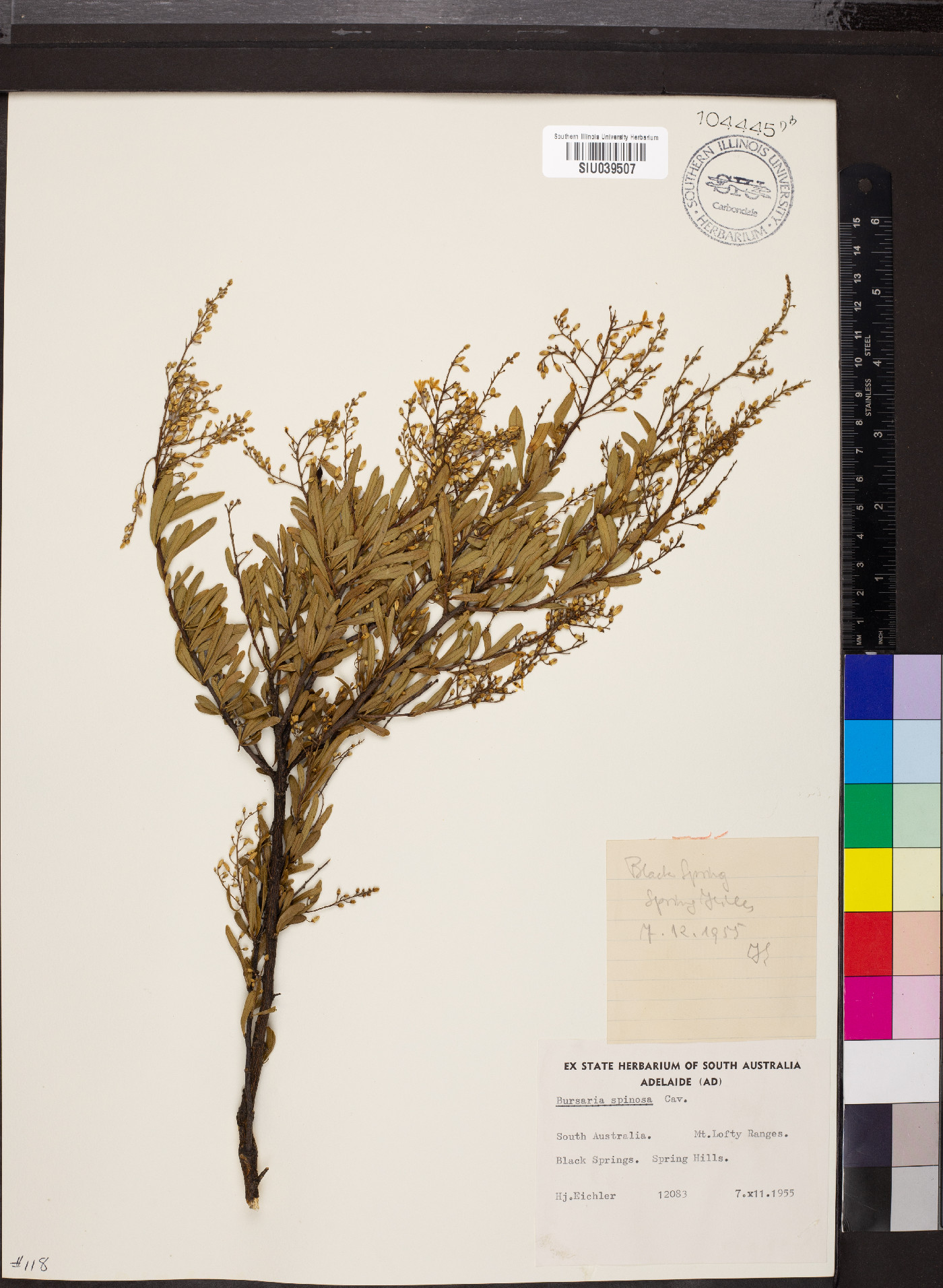 Bursaria spinosa image