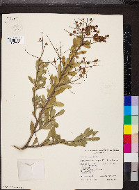 Bursaria spinosa image