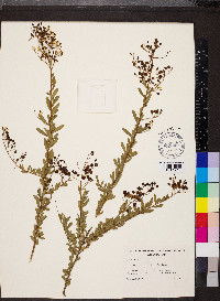 Bursaria spinosa image