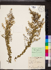 Bursaria spinosa image