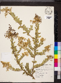 Bursaria spinosa image