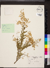 Bursaria spinosa image