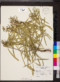 Pittosporum angustifolium image