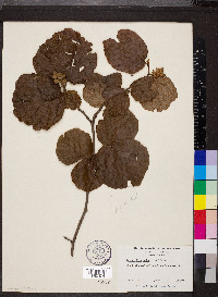 Fothergilla major image