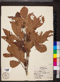 Hamamelis vernalis image