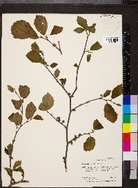 Hamamelis vernalis image