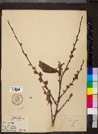 Hamamelis vernalis image