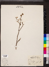 Hamamelis vernalis image