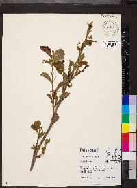 Hamamelis vernalis image