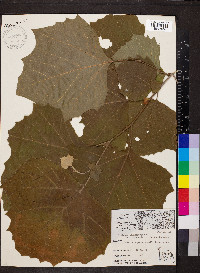 Platanus occidentalis var. occidentalis image