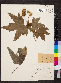 Platanus orientalis image