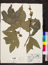 Platanus racemosa image