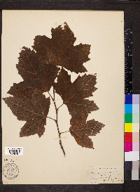 Platanus orientalis image