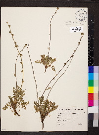 Acaena echinata image