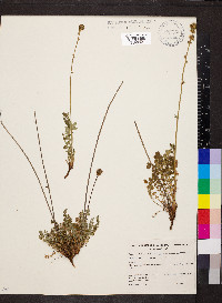 Acaena echinata image