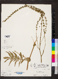 Agrimonia parviflora image