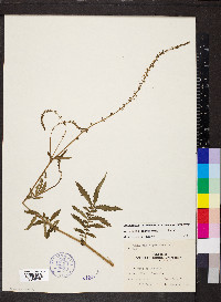 Agrimonia parviflora image