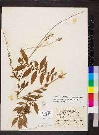 Agrimonia parviflora image