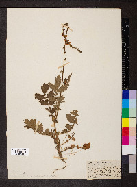 Agrimonia eupatoria image