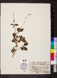 Agrimonia eupatoria image