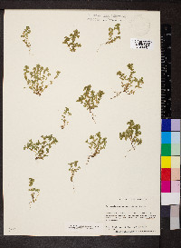 Alchemilla microcarpa image