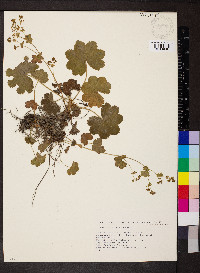 Alchemilla xanthochlora image