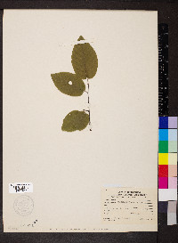 Amelanchier canadensis image