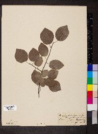 Amelanchier canadensis image