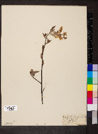 Amelanchier canadensis image